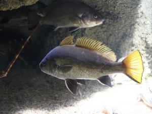 魚的營養和功效作用-魚的適用人群