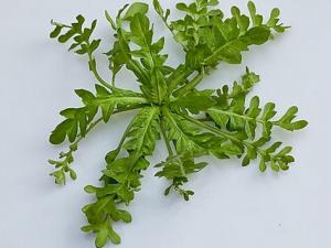 薺菜的做法-薺菜的營養價值及功效作用