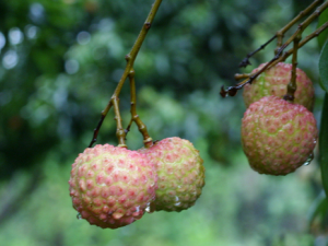 荔枝的營養價值-荔枝吃多了會怎么樣?