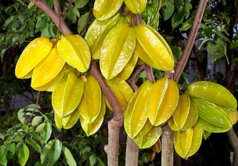 ���ҵĳԷ�-���ҵĹ�Ч�c����