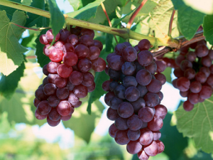 提子和葡萄的區別-孕婦能吃葡萄嗎?