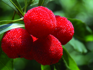 楊梅的功效與作用-楊梅的營養(yǎng)價(jià)值