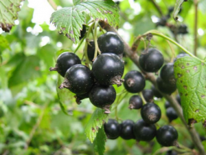 食用黑加侖的注意事項(xiàng)-黑加侖的功效與作用