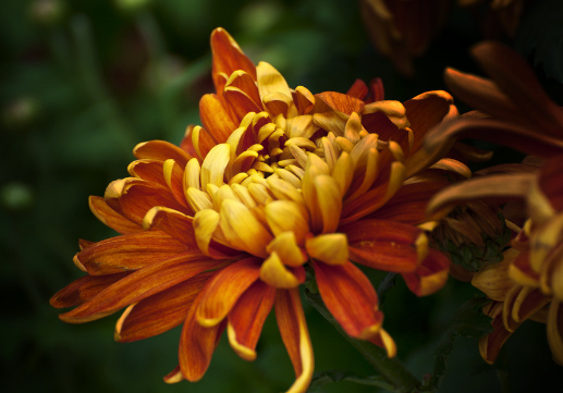 �ܽ�Ѫ���Ļ��ݲ�-���ݲ蹦Ч��ȫ