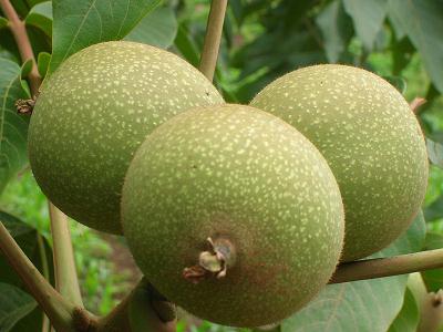 ���ҵĠI(y��ng)�B(y��ng)�r(ji��)ֵ