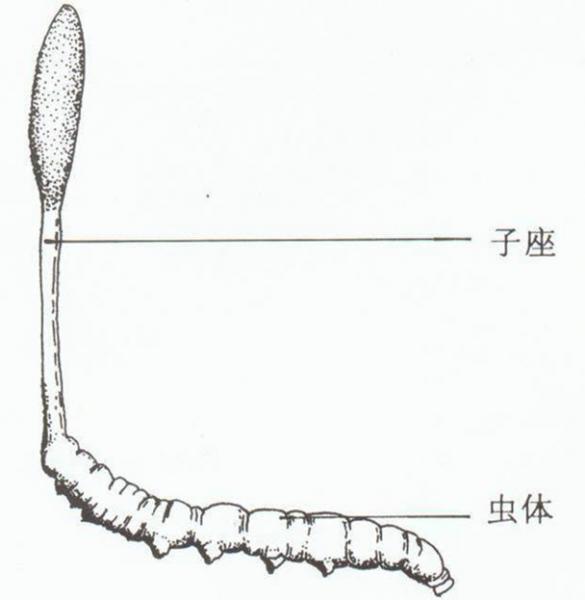 冬蟲夏草是什么?冬蟲夏草的功效與作用及食用方法