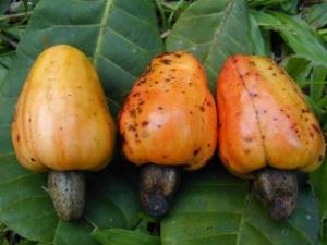 吃腰果有什么好處?腰果的營養成分及價值