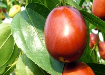 �t���Ĺ�Ч�c����