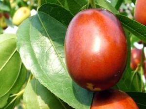 吃紅棗有什么好處?紅棗的功效與作用