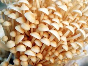 吃金針菇有什么好處?金針菇的營養(yǎng)價(jià)值