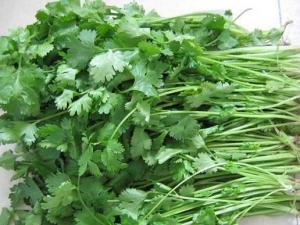 香菜的營養價值-香菜的功效與作用