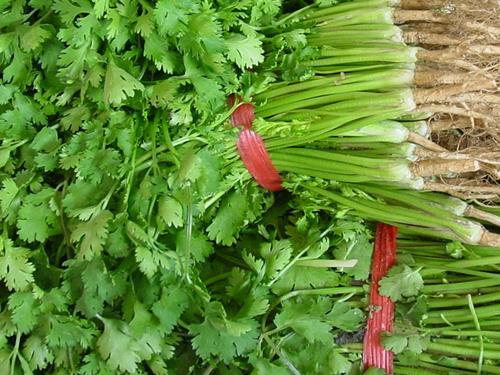 香菜的功效與作用,香菜的副作用,吃香菜殺精還是壯陽,孕婦能吃香菜嗎