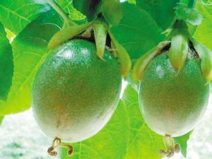 雞蛋果有什么功效？雞蛋果的營養價值