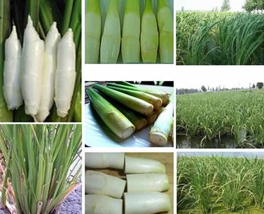 ���׵ĠI�B(y��ng)�rֵ-���׵Ĺ�Ч�c����