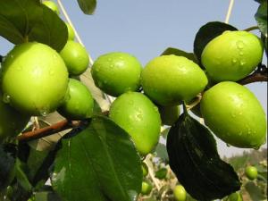 ?青棗的營養價值-青棗的功效與作用