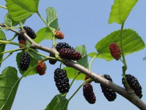 桑葚子的功效與作用-桑葚的營養(yǎng)價(jià)值