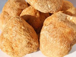 猴頭菇的功效與作用-猴頭菇的營養價值