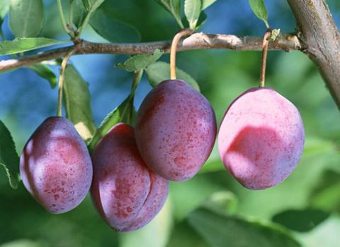 ��÷�Ĺ�Ч�c����-��÷��ˎ�Ãrֵ