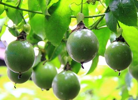 �_�h���Ĺ�Ч�c����-�_�h����ô��