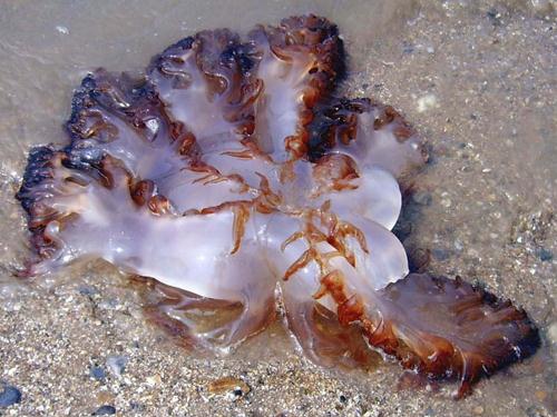 ���صĠI�B�rֵ-������ô�����