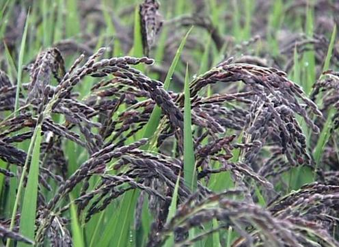 ���׵Ĺ�Ч�c����-���׵ĠI�B�rֵ