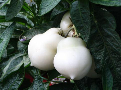 �˅����ĠI�B�rֵ���˅����Ĺ�Ч�c����-���˅����ĺ�̎