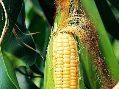 ����횵Ĺ�Ч�c����-����횵�ˎ�Ãrֵ