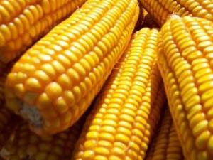 秋季多吃玉米有什么好處?玉米的功效與作用