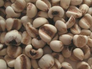 吃薏米有什么好處？薏米的功效與作用及食用方法