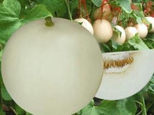 吃香瓜有什么好處?香瓜的營(yíng)養(yǎng)及功效與作用