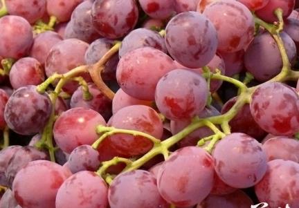 吃提子有什么好處?提子的功效與食用作用