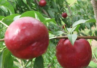 �Ժ�����ʲô��̎�����һʺ�Ĺ�Ч�c����