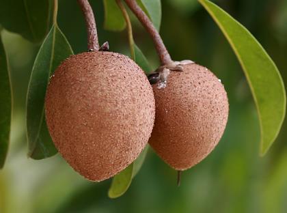 人心果怎么吃?人心果的功效與作用營(yíng)養(yǎng)成分