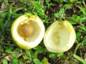 吃蒲桃有什么好處?葡桃的功效與作用及食用禁忌