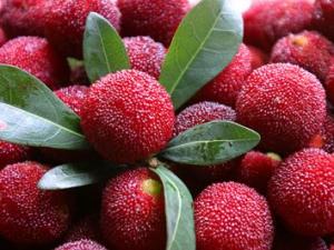 吃楊梅的營養價值、功效與作用、食用禁忌