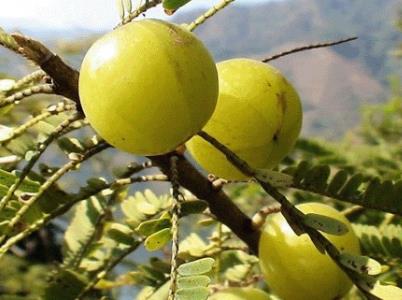 油甘子(牛甘果)的營養(yǎng)價值、功效與作用