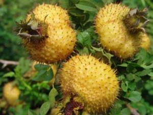 刺梨的營養價值、功效與作用及食用方法