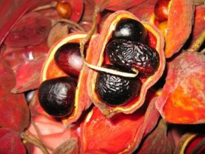 吃蘋婆有什么好處?蘋婆的功效與作用