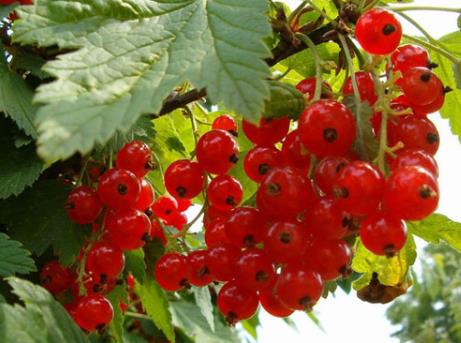 �����ĠI�B(y��ng)�rֵ-�����Ĺ�Ч�c����