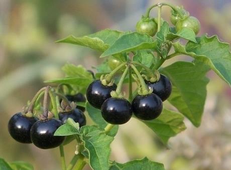 �����ĠI�B(y��ng)�rֵ-�����Ĺ�Ч�c����