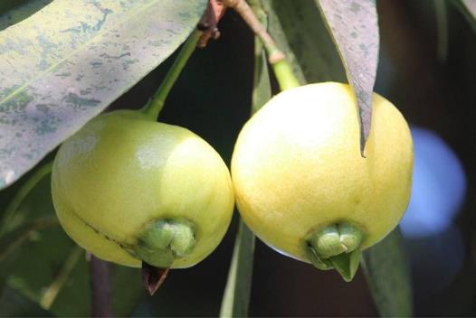 吃蒲桃有什么好處?葡桃的功效與作用及食用禁忌