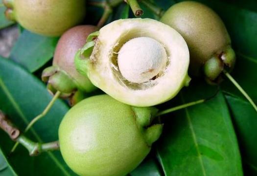 吃蒲桃有什么好處?葡桃的功效與作用及食用禁忌