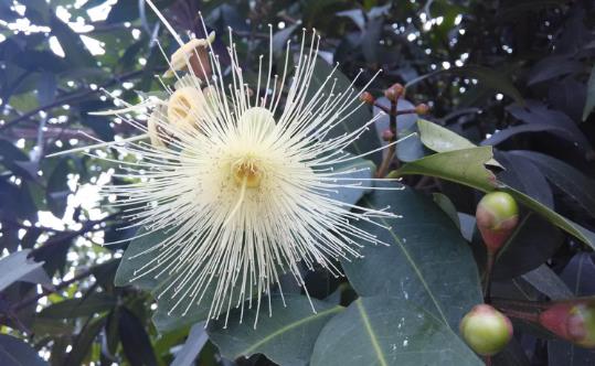 吃蒲桃有什么好處?葡桃的功效與作用及食用禁忌