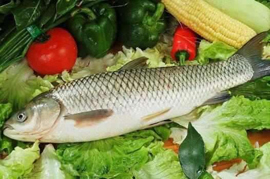 草魚——溫中補虛