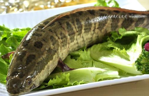 黑魚——補肝益腎