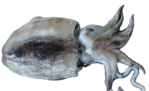 墨魚——清胃去熱