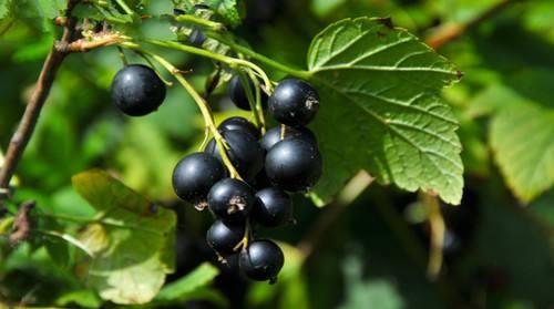 食用黑加侖的注意事項-黑加侖的功效與作用