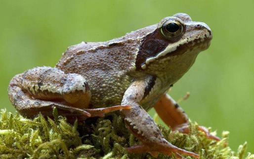 中國林蛙(雪蛤)的功效與作用 林蛙油的功效與作用及食用方法
