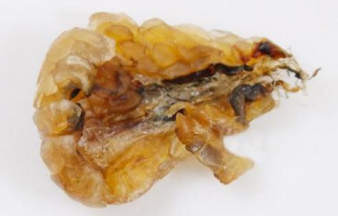 中國林蛙(雪蛤)的功效與作用 林蛙油的功效與作用及食用方法