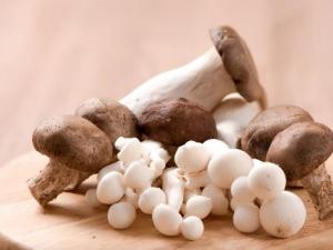 ��Ģ���ϻ�����Ģ���ĠI�B�rֵ Ģ���Ĺ�Ч�c����